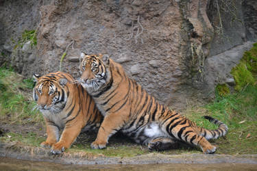 PDZ Tiger hugs