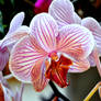 OrChiD at HoMe