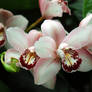 ORchidee