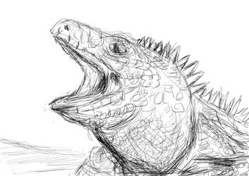 Iguana Sketch