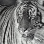 Tiger Portrait