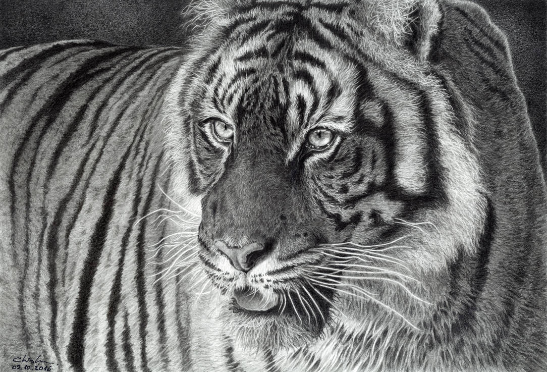 Tiger Portrait by GiovanniChis