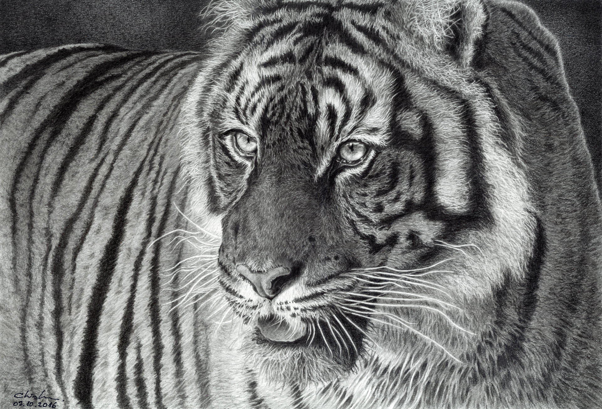 Tiger Portrait