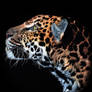 Focused Leopard