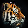 Tiger-Scratchboard Art