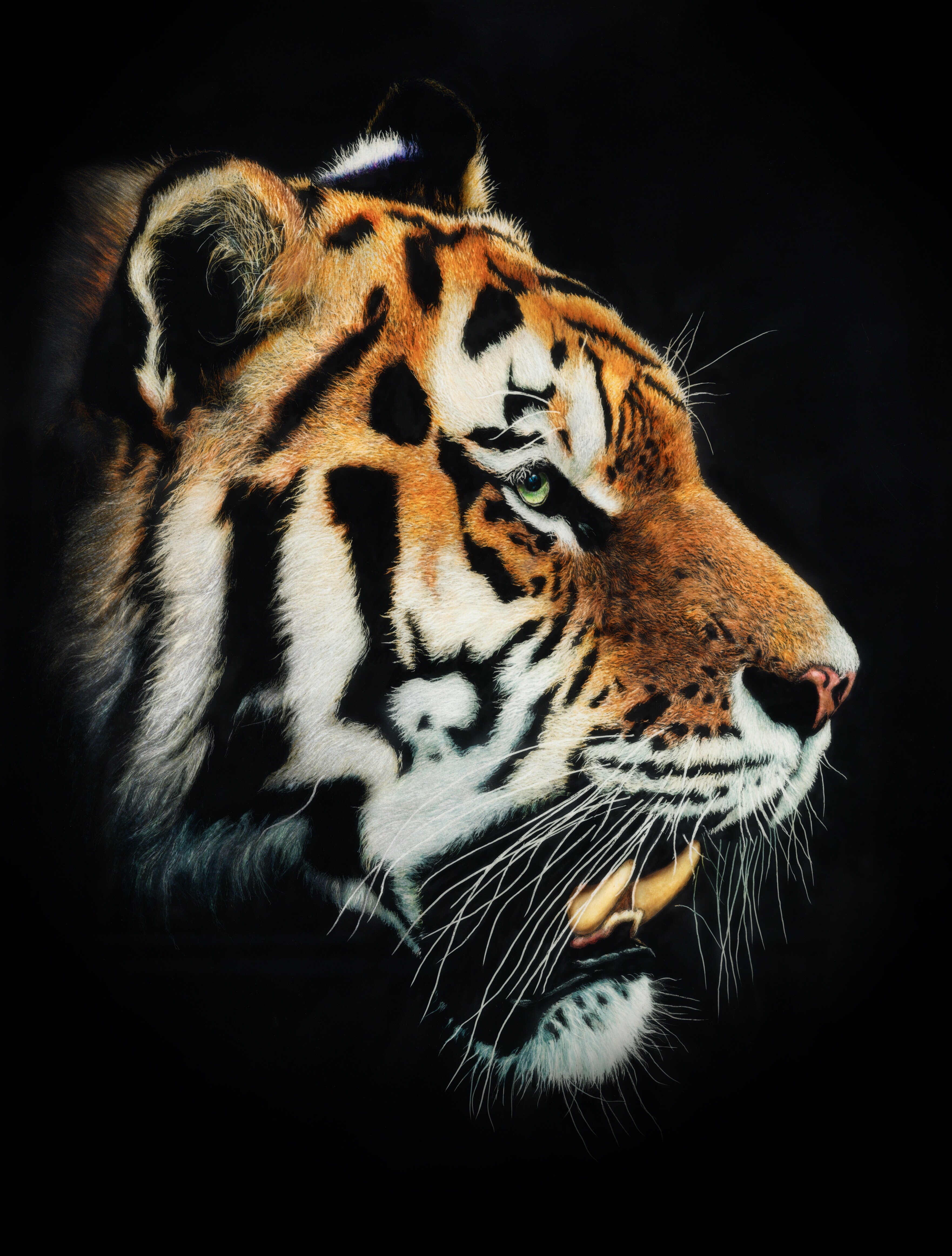 Tiger-Scratchboard Art