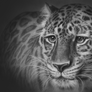 Leopard Portrait
