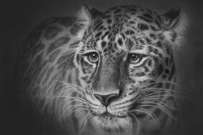 Leopard Portrait