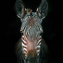 Zebra Portrait