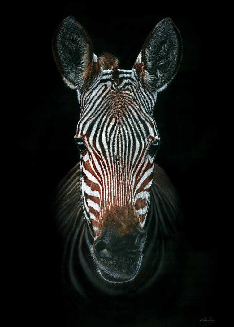 Zebra Portrait by GiovanniChis