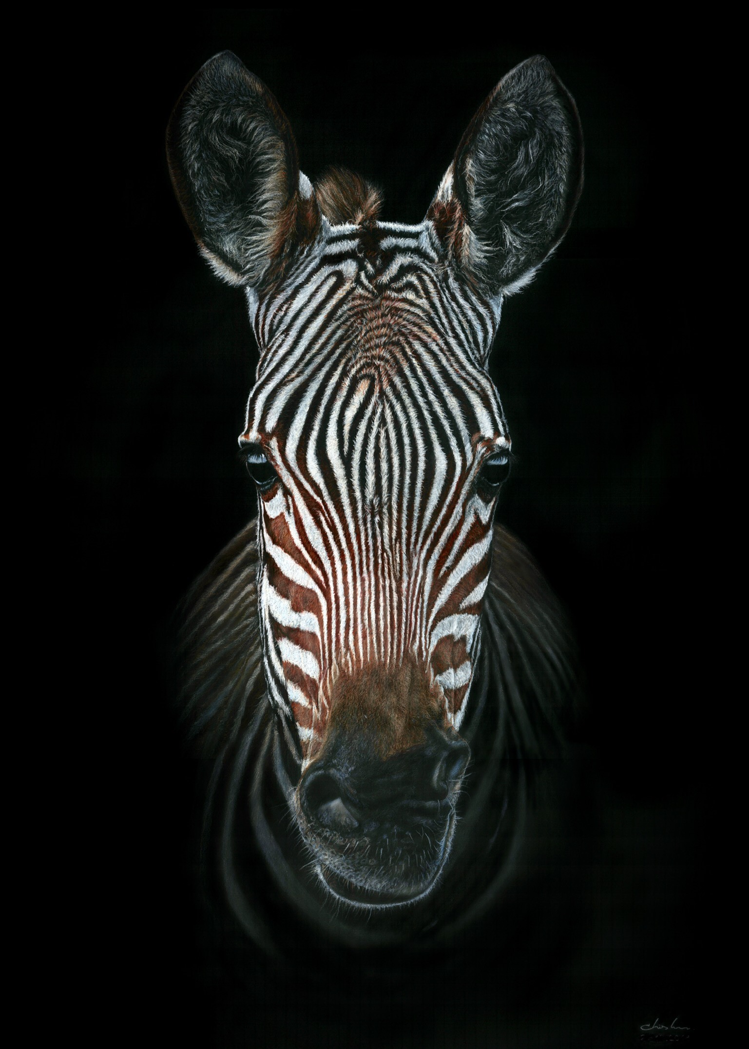 Zebra Portrait by GiovanniChis