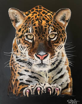 Leopard Portrait