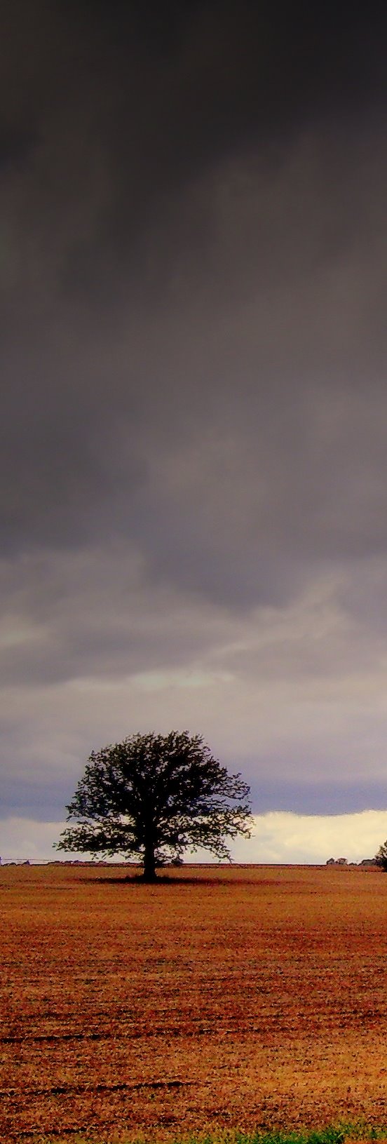 tree in a field