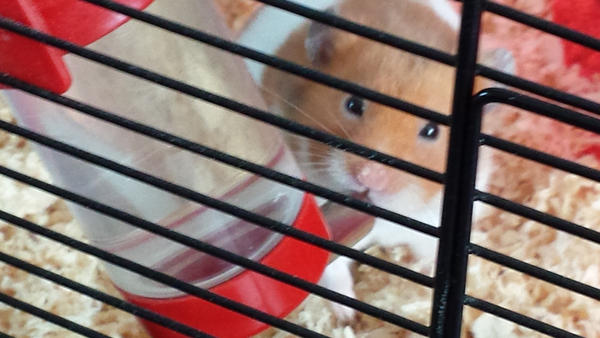 Mine new hamster