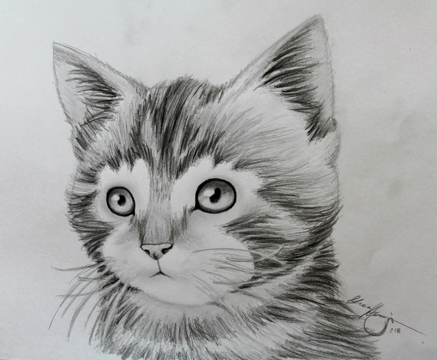 Animal Drawing - The Kitten