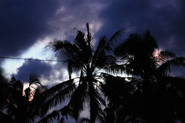 Gloomy Coconut Trees