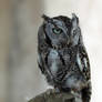 Screech Owl