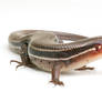 Skink