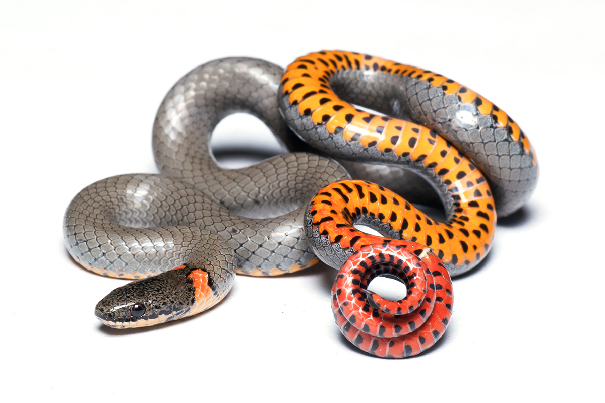 Ringneck Snake