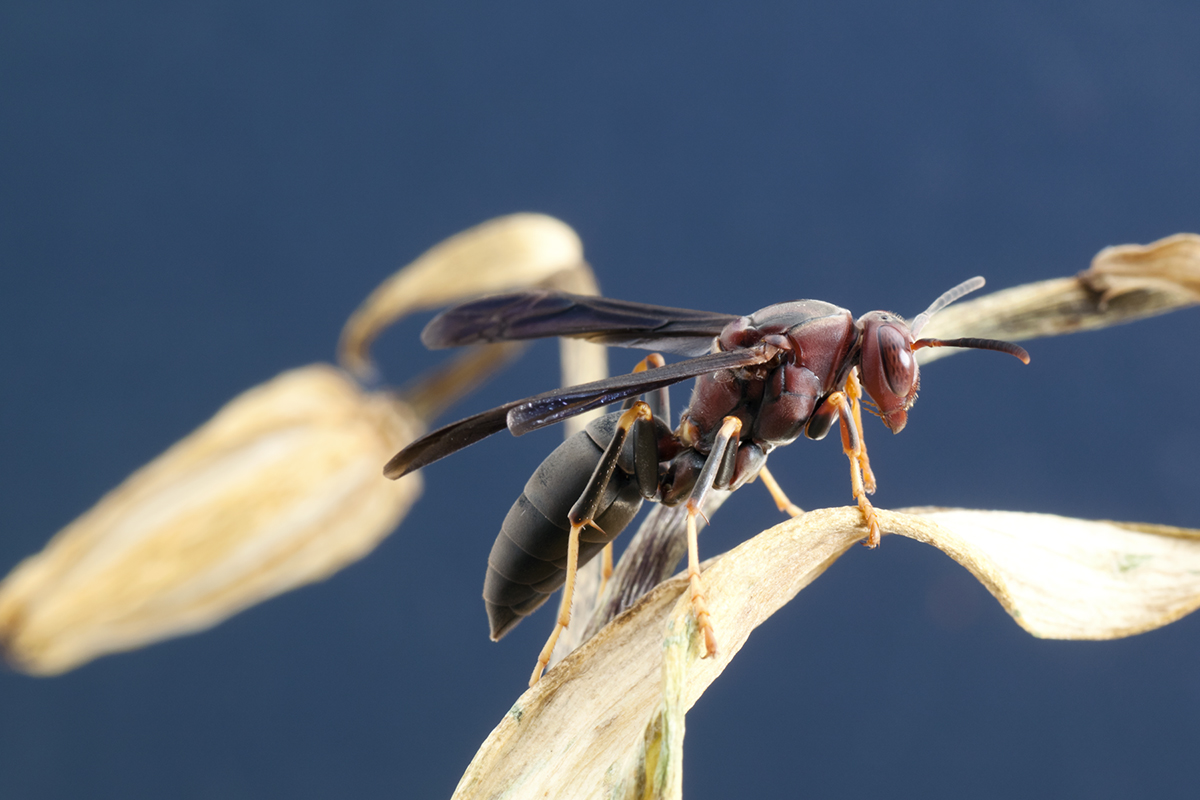 Paper Wasp