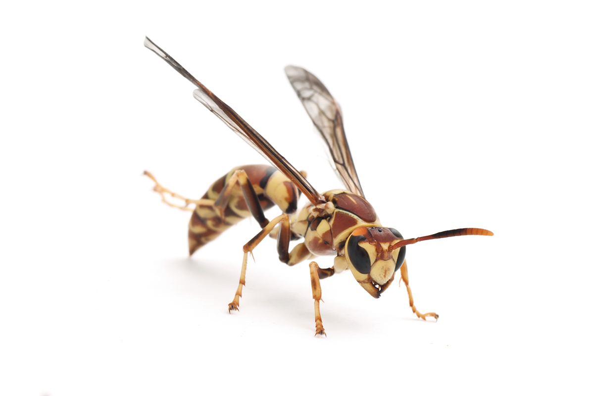 Paper Wasp