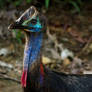 Southern Cassowary