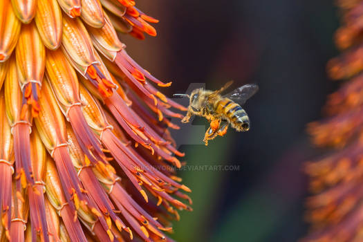 Honey Bee at Aloe