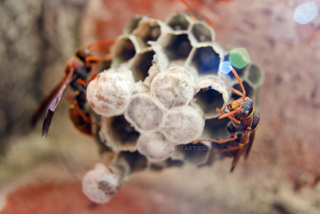 Paper Wasps