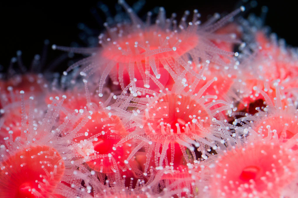 Strawberry Anemones