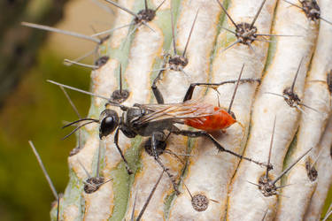 Spider Wasp