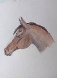 Horse sketch