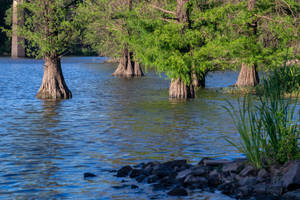 Cypress Love Water