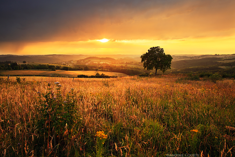 Golden fields