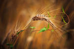 Vegetal embracement by MaximeCourty