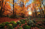 Ode to Autumn by MaximeCourty