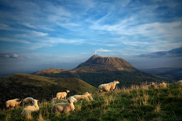 Sheep Relaxing by MaximeCourty