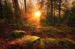 Woodland Enchantment by MaximeCourty