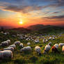 A Sunset With The Sheep