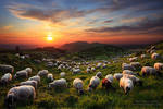 A Sunset With The Sheep by MaximeCourty