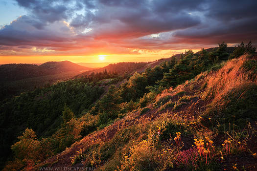 Beyond Forests and Volcanoes