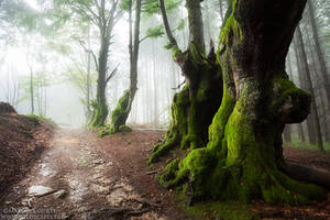 Bright Light by MaximeCourty Bright Light by MaximeCourty