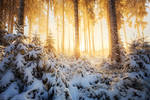 Early Winter's Magnificence by MaximeCourty