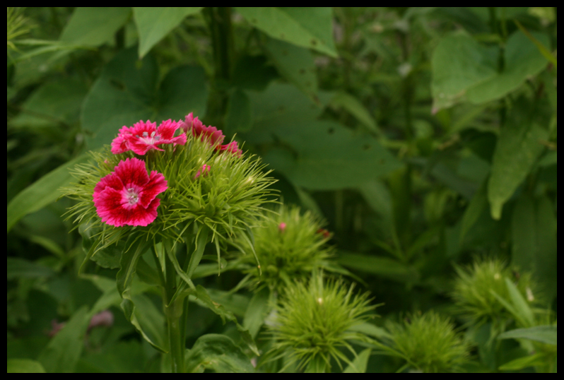 pink.