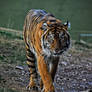 Sumatran Tiger