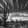 The Desert in Black and White