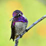 Costa's Hummingbird