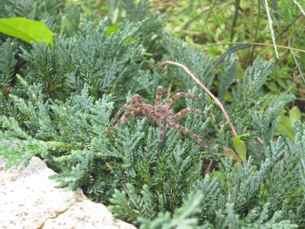 Fishing Spider/Wolf Spider?