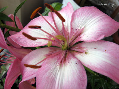 Lilium Glossy Wings - Pink Variety