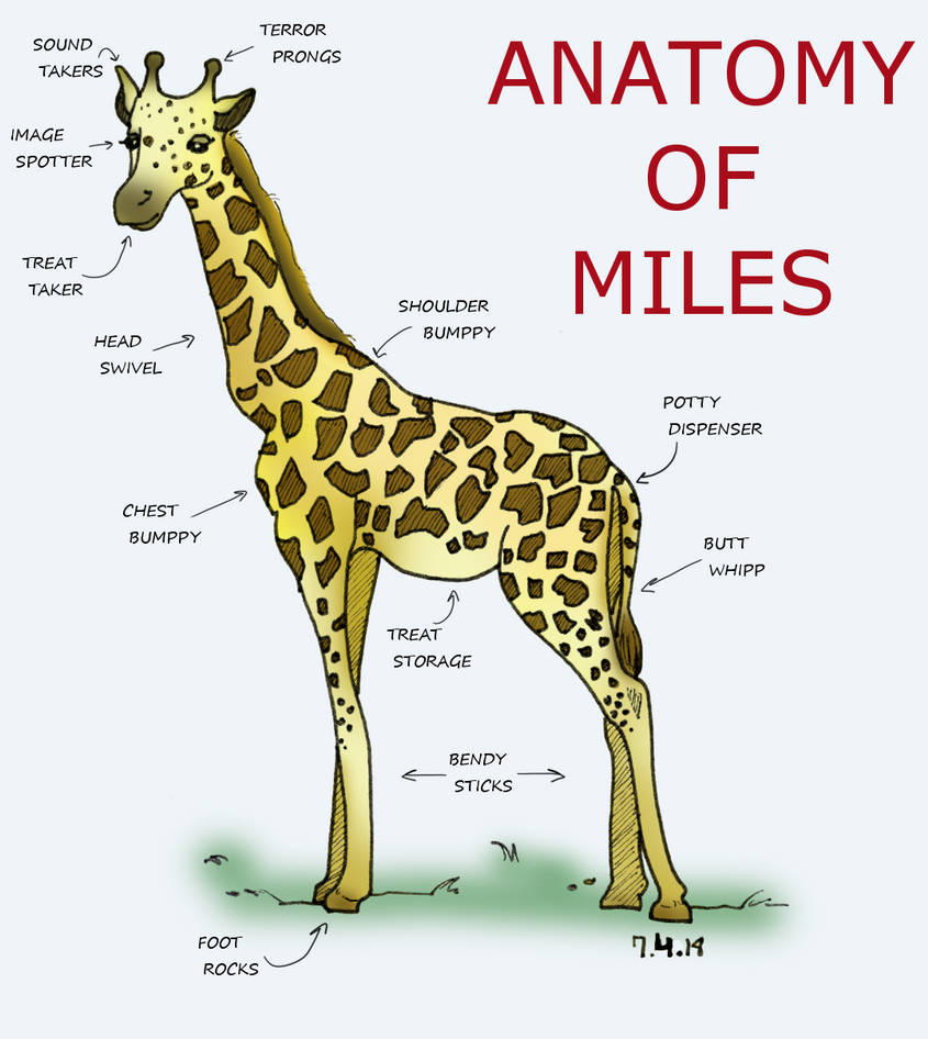 Giraffe Ribs Anatomy of Miles the Giraffe by Sippy16 on DeviantArt
