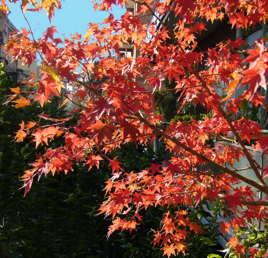 Momiji - autumn in my garden